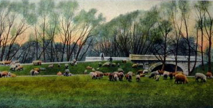 park sheep image