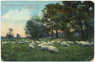 park sheep image