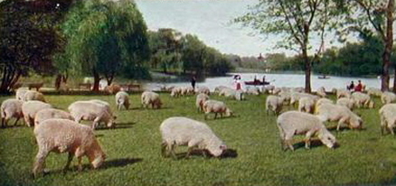 park-sheep image