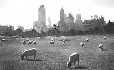 park sheep image