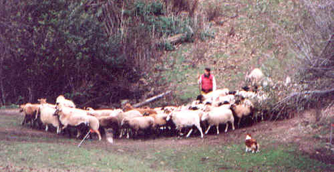 working dogs sheep