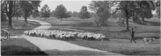 park sheep image