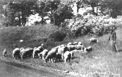 park sheep image