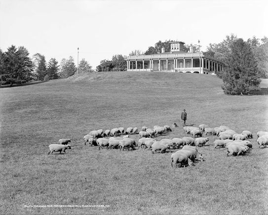 park sheep image