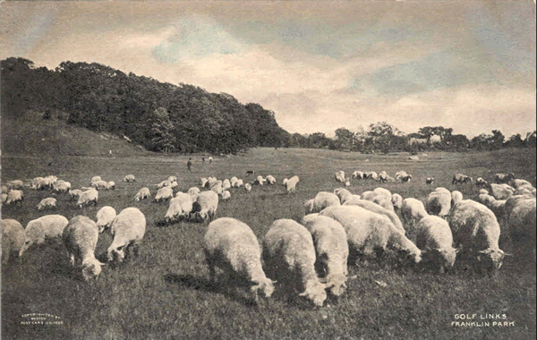 park-sheep image