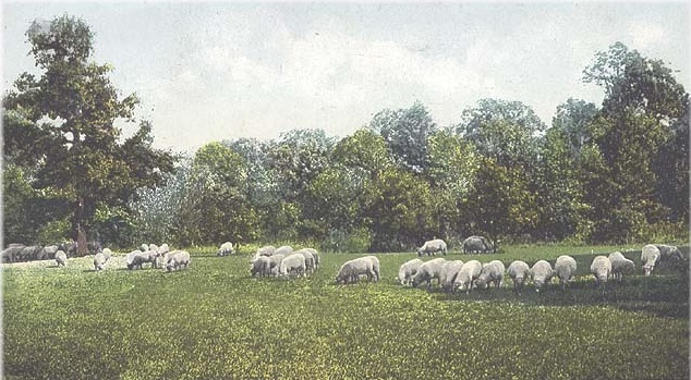 park sheep image