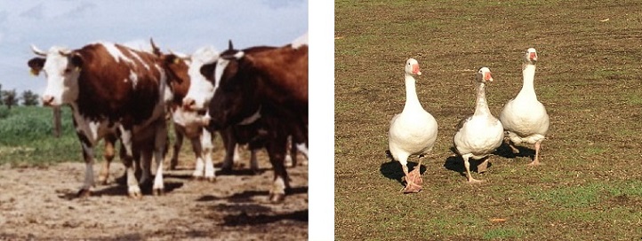 livestock image2