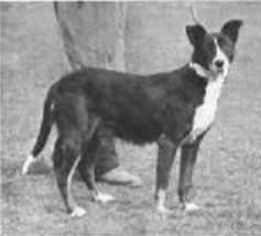 Smooth collies image