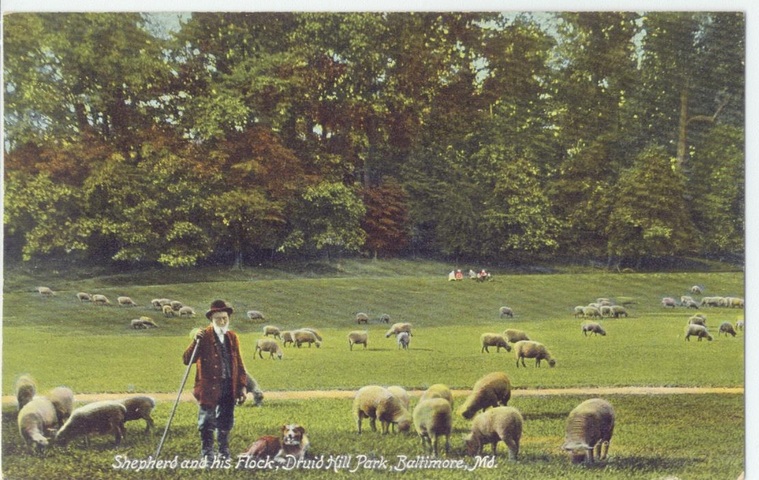 park sheep image