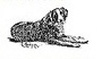 collie image1
