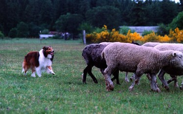 Sheltie herding sale