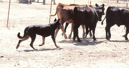 working dogs cattle