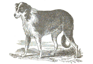 Aussie shep image