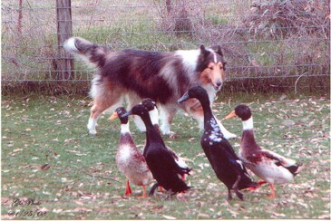 behaviors image